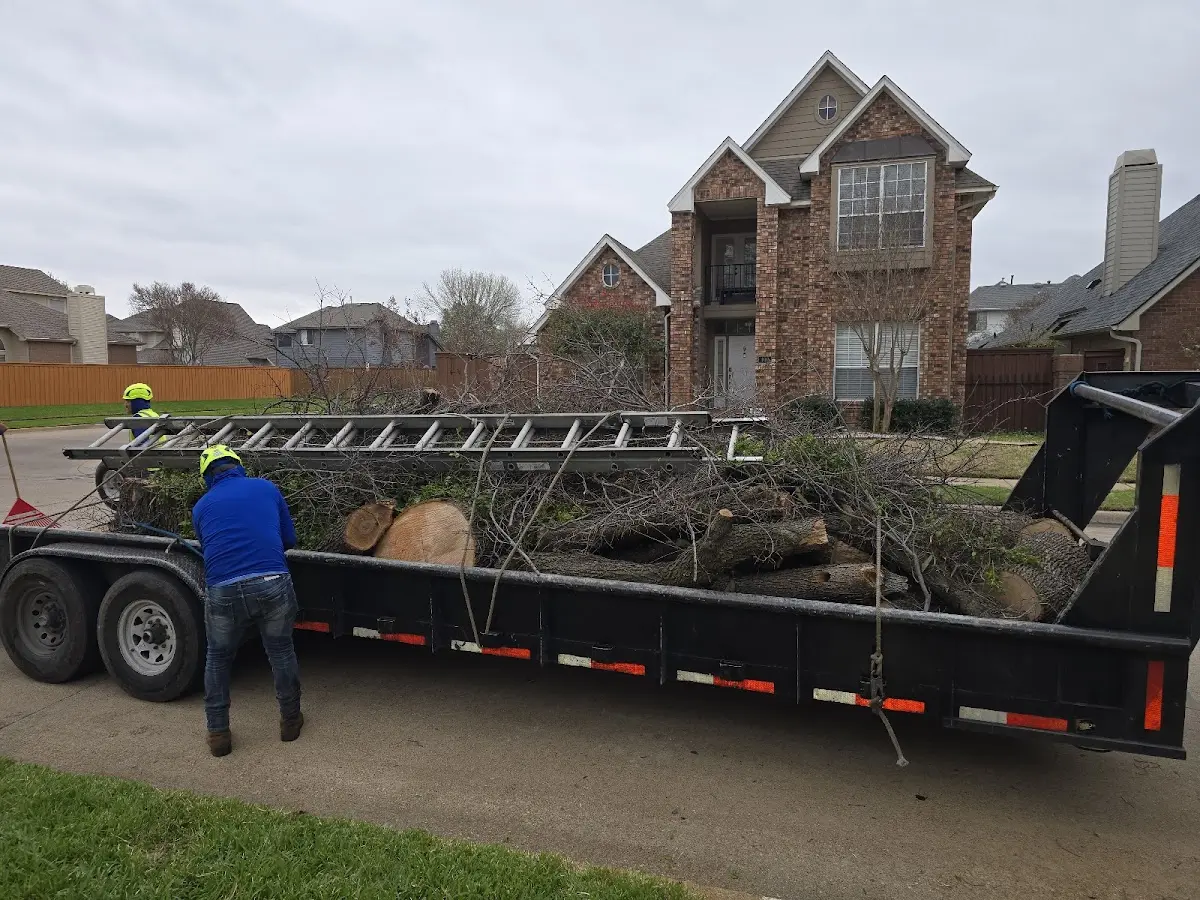 Expert Tree Removal with proper safety equipment in Jonesport
